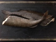BlackCod_229