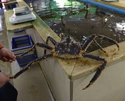 KingCrab