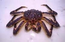 KingCrab