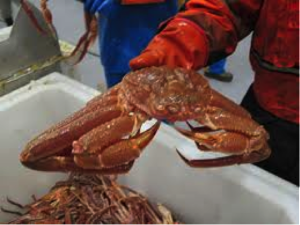 LiveCrab