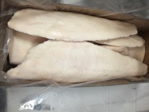 Halibut1