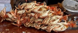 dungenesscrab