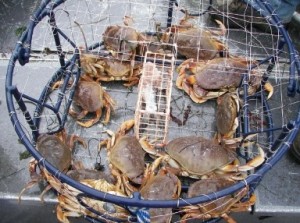 Dungeness crab pot Dungeness crab