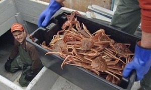 snowcrabnewfoundland