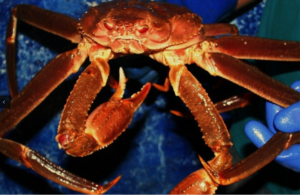 snow crab prices stabilize