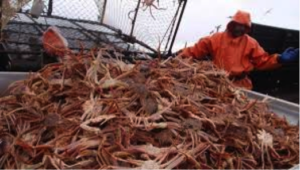 Keyport crab market update