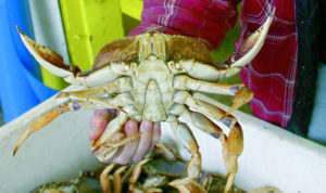 California Dungeness Crab