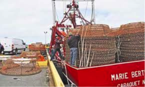 Keyport crab market update