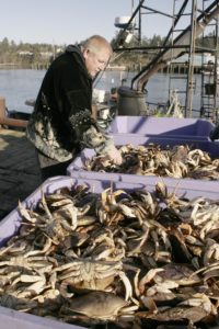 dungeness_crab_hallmark_6442