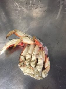 Alaska Dungeness Sections